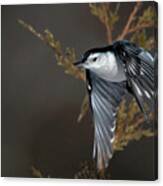 White-breasted Nuthatch #1 Canvas Print