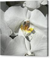 White Orchid With Yellow #1 Canvas Print