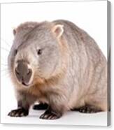 Wombat Isolated On White Background #1 Canvas Print