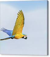 Blue And Yellow Macaw Doncello Caqueta Colombia #12 Canvas Print