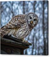 Barred Owl #13 Canvas Print