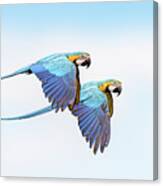 Blue And Yellow Macaw Doncello Caqueta Colombia #13 Canvas Print