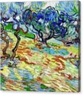 Olive Trees By Vincent Van Gogh Canvas Print