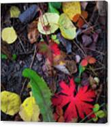 Fall Colors, Colorado #1 Canvas Print