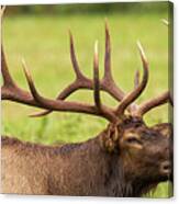 Elk Portrait Canvas Print