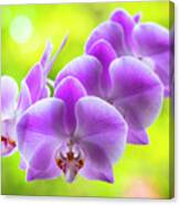 Purple Orchid Flowers #14 Canvas Print