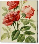 Beautiful Vintage Rose #145 Canvas Print