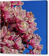 Magnolia Blossoms #147 Canvas Print