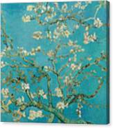 Almond Blossom Canvas Print