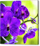 Purple Orchid Flowers #15 Canvas Print