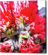 Hawaii Flower Photography 20150710-193 Canvas Print