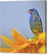 An Indigo Bunting Perched On A Sunflower #2 Canvas Print