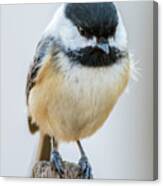 Chicadee #2 Canvas Print