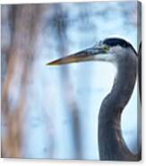 Great Blue Heron #2 Canvas Print