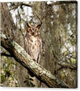 Great Horned Owl #2 Canvas Print