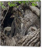 Great Horned Owl Family #2 Canvas Print