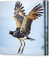 Horned Screamer Resguardos De Paz Paujil Caqueta Colombia #2 Canvas Print