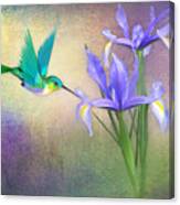 Hummingbird On Iris #2 Canvas Print