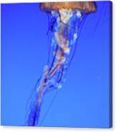Jelly Fish Swarm #2 Canvas Print