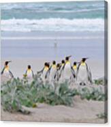 King Penguins, Volunteer Point, Falklands Islands. #2 Canvas Print