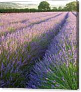 Lavender Fields #2 Canvas Print