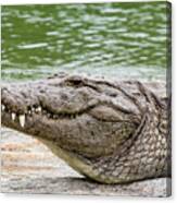 crocodile online store