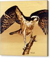 Osprey #2 Canvas Print