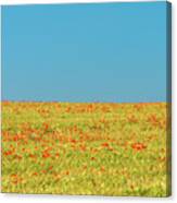 Poppy Field #3 Canvas Print