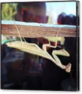 Praying Mantis #2 Canvas Print