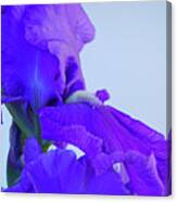 Purple Iris Blooms In Spring 4 Canvas Print
