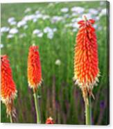 Red Hot Pokers #2 Canvas Print