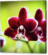 Red Orchid Flower #2 Canvas Print