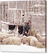 Sheep In Underhill, Vermont. Canvas Print