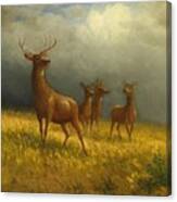 Three Deer And A Stag #3 Canvas Print