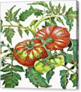 2 Tomatoes 2 B Canvas Print