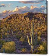 Tucson Mountains, Saguaro National Park, Arizona #2 Canvas Print