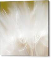 White Blossom 1 #2 Canvas Print