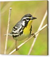 Yellow-throated Warbler #2 Canvas Print