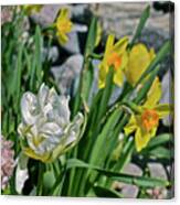 2020 Acewood Tulips, Hyacinth And Daffodils Canvas Print