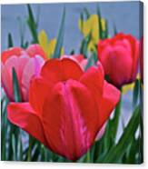 2020 Acewood Tulips Welcome Canvas Print