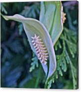 2020 Peace Lily 2 Canvas Print