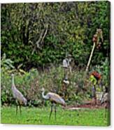 2021 Fall Sandhill Cranes 4 Canvas Print