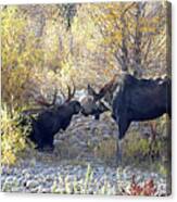 2021 Moose Bull Cow, Calf Canvas Print