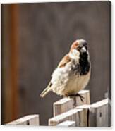 House Sparrow On A Fence #22 Canvas Print