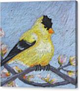 24 Goldfinch Canvas Print