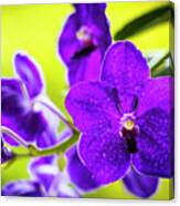 Purple Orchid Flowers #27 Canvas Print
