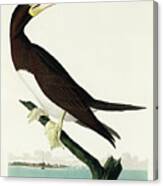 Booby Gannet #3 Canvas Print