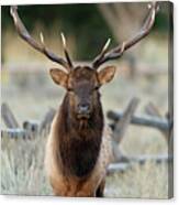 Bull Elk  #4 Canvas Print