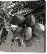 Coconuts #3 Canvas Print