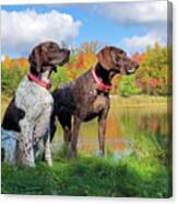 German Shorthaired Pointers #3 Canvas Print
